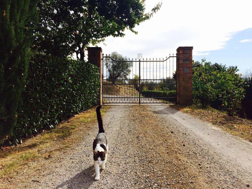 Agriturismo La Bicocca - Apt. "Il Leccio" Castel Rigone Szoba fotó